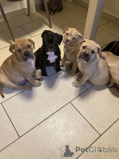 Фото №1. американский бульдог - купить в Поре за 27830₽. Объявление №167374