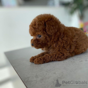 Фото №3. Teacup poodle puppies for adoption.  Руанда