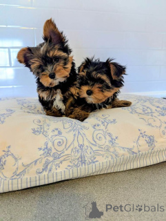 Фото №1. йоркширский терьер - купить в 's-Hertogenbosch за 35251₽. Объявление №166927