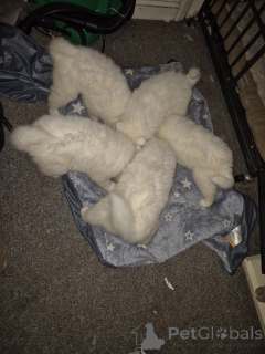 Фото №1. самоедская собака - купить в Плохой Кройзнек за договорная. Объявление №162357