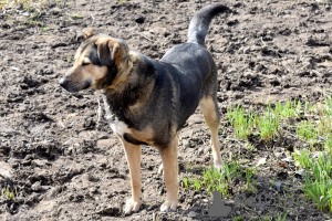 Фото №4. Продажа беспородную в Санкт-Петербурге  - цена Бесплатно