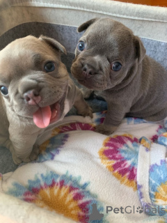 Фото №3. Hausgewohnte French Bulldog Welpen zur Adoption verfügbar. WhatsApp 351 966 674.  Германия