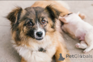 Фото №2 к объявлению №138882 о продаже  - купить в Великобритании заводчик