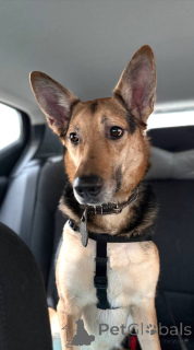 Фото №3. Пес Семен ищет новый дом!.  Россия