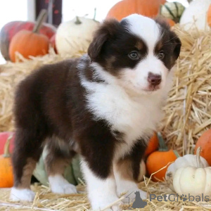 Фото №2 к объявлению №137171 о продаже миниатюрная американская овчарка - купить в Германии частное объявление, заводчик