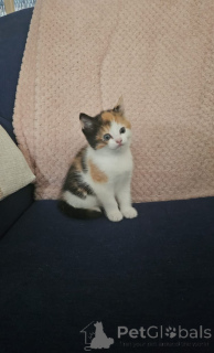 Фото №2 к объявлению №139610 о продаже сомали - купить в Швейцарии частное объявление