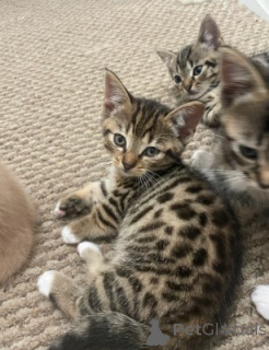 Фото №1. манчкин - купить в Мюнхене за договорная. Объявление №161183