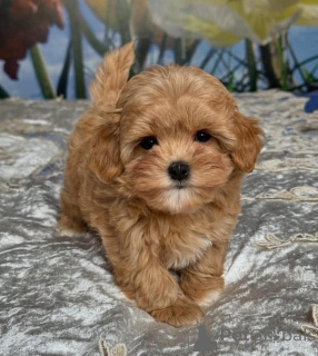 Фото №2 к объявлению №163401 о продаже пуделя (карликового) - купить в Польше заводчик