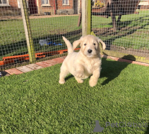 Фото №3. Beautiful golden retriever for free adoption.  Германия