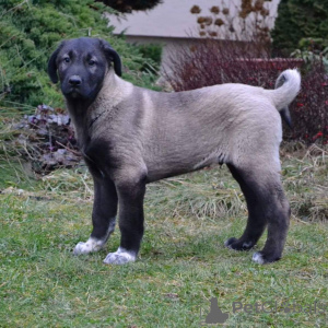 Фото №2 к объявлению №143149 о продаже беспородную - купить в Австралии заводчик