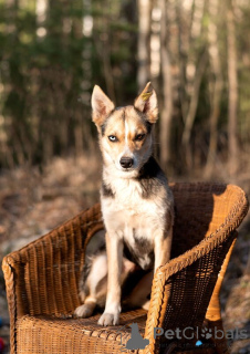 Фото №3. Мини-хаски с глазами из разных миров Сия ищет дом!.  Россия