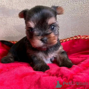 Фото №2 к объявлению №138789 о продаже  - купить в США 