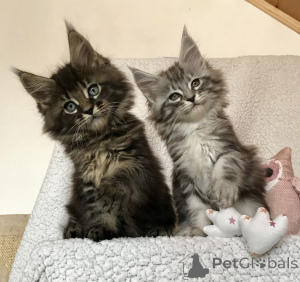 Фото №3. Норвежская лесная кошка. Германия