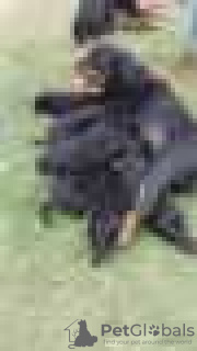 Фото №2 к объявлению №128433 о продаже ротвейлера - купить в Германии заводчик