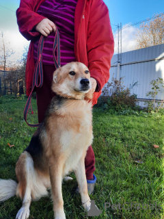 Фото №1. беспородная - купить в Санкт-Петербурге за Бесплатно. Объявление №59928