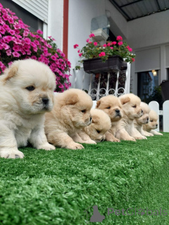 Фото №2 к объявлению №155713 о продаже чау-чау - купить в Сербии 