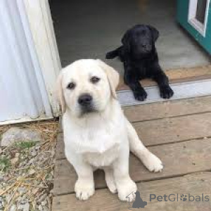 Фото №1. лабрадор-ретривер - купить в Париже за 92767₽. Объявление №166729