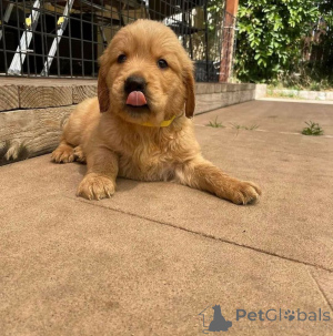 Фото №3. Hermosos cachoros Labrador Retriever listos для нового хозяина..  Испания