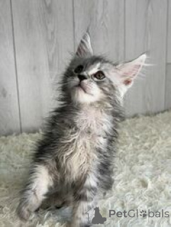 Фото №1. мейн-кун - купить в Антверпен за Бесплатно. Объявление №165246