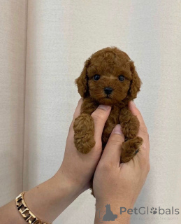 Фото №4. Продажа пуделя (той) в Хельсинки  - цена 51022₽