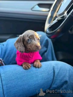 Фото №3. Таксы, приученные к туалету.  США