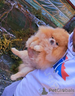 Фото №3. Идеальная собака померанского шпица.  Сербия