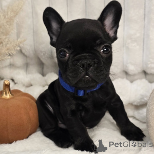 Фото №3. Познакомьтесь с Майло, маленьким комиком, который наполняет каждый дом смехом и.  Швейцария