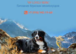 Фото №2 к объявлению №11653 о продаже бернского зенненхунда - купить в России 