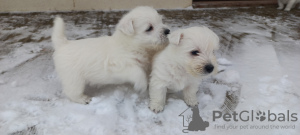 Дополнительные фото: Продаются щенки лучших представителей своей породы West Highland White Terrier