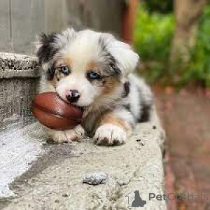 Фото №3. Австралийское Schäferhundwelpen zu verkaufen.  Франция