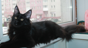 Фото №3. Котята мейн кун. Россия
