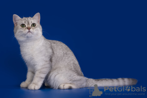 Дополнительные фото: Шотландская вислоухая кошка серебряная шиншилла