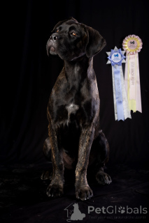 Фото №2 к объявлению №150213 о продаже кане-корсо - купить в Румынии заводчик