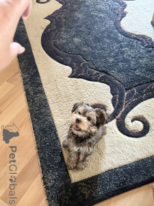 Фото №4. Продажа йоркширского терьера в Тбилиси частное объявление - цена 49283₽