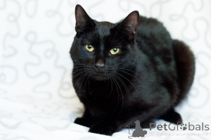 Фото №3. Ласковый Тихон. Беларусь