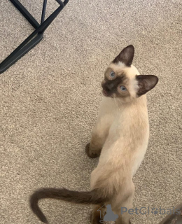 Фото №3. Сиамские кошки на продажу лояльные, вокальные и красивые. Германия