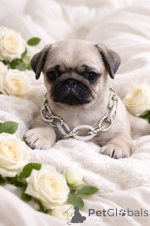 Фото №1. мопс - купить в Днипро за 46384₽. Объявление №165045