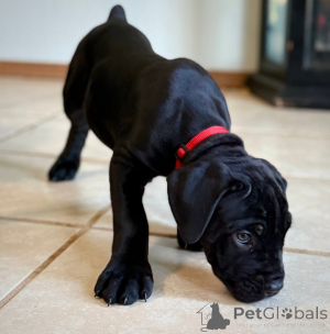 Фото №4. Продажа кане-корсо в Fagervik заводчик - цена договорная