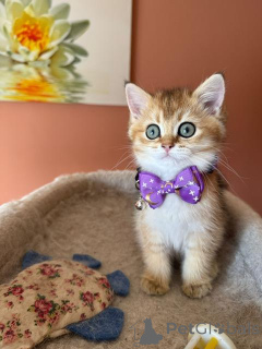 Фото №1. британская короткошёрстная - купить в Аршот за договорная. Объявление №158620