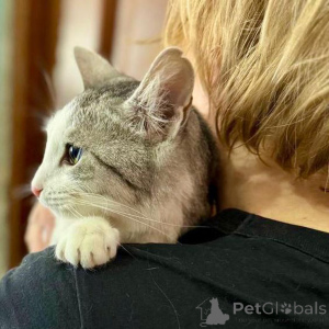 Фото №3. Пушинка кошка, сотканная из лунного света и серебра.. Россия