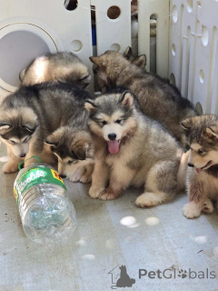 Фото №1. аляскинский маламут - купить в Маленький за 41745₽. Объявление №160560