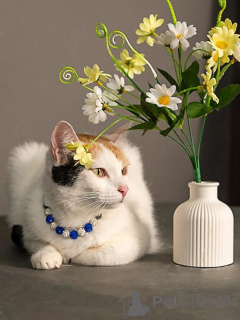 Фото №1.  - купить в Москова за Бесплатно. Объявление №155866