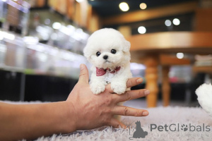 Фото №3. Дом декана Джанет Кей.  США