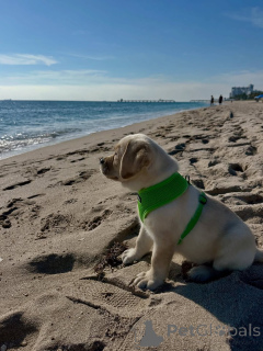 Фото №2 к объявлению №164564 о продаже лабрадор-ретривера - купить в Финляндии заводчик