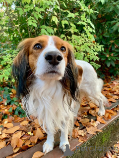 Фото №1. коикерхондье - купить в Флемал за 44934₽. Объявление №159197