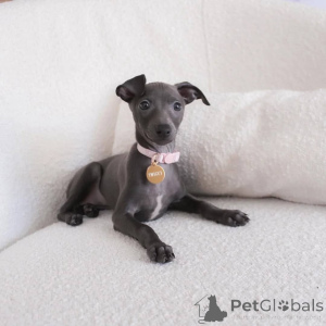 Фото №1. грейхаунд - купить в Мейнц за договорная. Объявление №164986