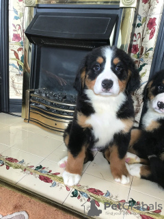 Фото №3. Cute Bernese Mountain puppies for free adoption.  Германия