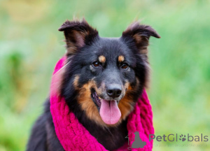 Фото №1. беспородная - купить в Москве реке за Бесплатно. Объявление №156498