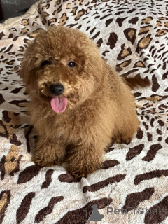 Фото №3. Девочка той пудель 7 месяцев.  Украина