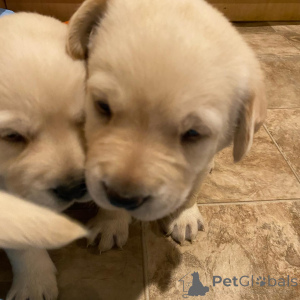 Фото №1. лабрадор-ретривер - купить в Кальво за договорная. Объявление №162466